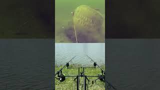  #duet #fishing #viralvideo #carpfishing #carp #memes #shortvideo #bait #shorts