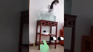 Cat Fails#cuteanimals #funnyshorts #viralanimals #pets #cats #dogs #animalpranks #bestpetvideos