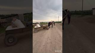 Как люди выживают в селе #село#деревня#животные#природа#жизньвдеревне#россия#ферма#коровы#работа#муж