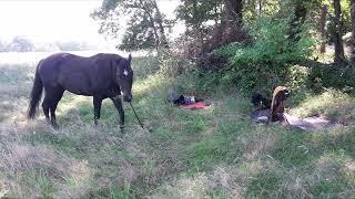 Kanaltrailer - wandern mit Pferd und Hund