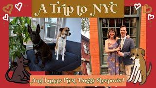 NYC and Luna's First Doggy Sleepover!!