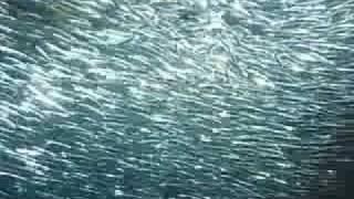 The Amazing School of Fish