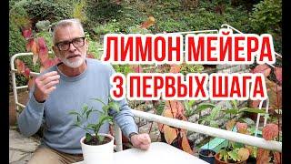 Shipment with seedlings / Meyer Lemon - 3 important operations / Igor Bilevich