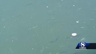 Anchovy invasion spurs sea life feast, raises concerns of Santa Cruz die-off