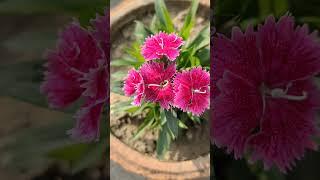 #terrace garden #youtube shorts #gardening