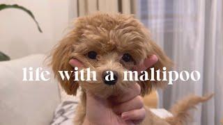 Life with a maltipoo  weekend at home with my puppy. 