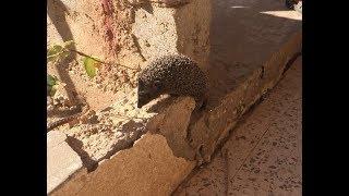 Hedgehog Animal (Tafila, Jordan) !!!!