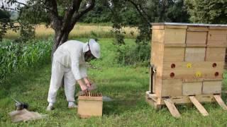 Ukrainian beehive Bjilnyk. Part I (UBB I)