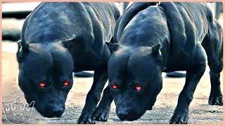 Los 10 mejores PERROS GUARDIANES del MUNDO que debes conocer CUANTO ANTES