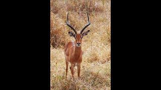 Oхота с луком в Африке , импала, bow hunting in africa impala,охота на газель