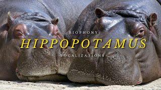 Sound of Hippos | sounds of Africa