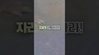 A Softshell Turtle going for a walk│자라야, 자라 