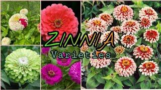 #Zinnia Amazing Varieties