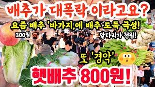 햇배추 800원 대폭락 이라고! 배추 바가지 많다! 또 경악! #폭락 #배추 #김치 #시장 #마트 #맛집 #김장 #먹방 #먹거리 #반찬 #vegetables #물가 #food