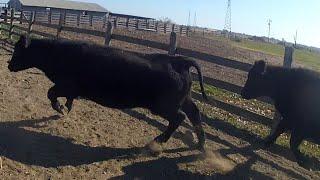 The First Step to Finishing Grass Fed Beef!  Separating the Steers and Pushing Feed