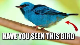 Dacnis Facts: Do YOU Know the DACNIS?!  Animal Fact Files