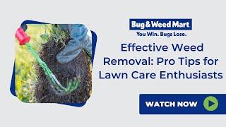 Effective Weed Removal: Pro Tips for Lawn Care Enthusiasts