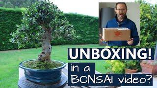 Repotting a bonsai tree into a mystery bonsai pot!  Olea Oleaster "wild olive" | Blue Sky Bonsai