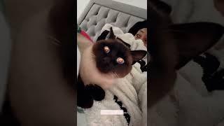 #cat #funny #happycats #catmemes #music #memes #trending #trendingshorts #new #reels