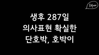 [호박이네 브이로그] 단호박 호박이의 의사표현 방법!