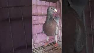 Red checker beauty homer pigeon in Bangladesh || Red checkered pigeon price in bd ||