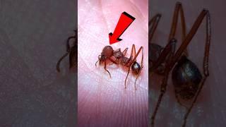 How did this soldier ant die?