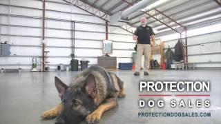 Protection Dogs For Sale- Obedience Trained Home Protection Dogs