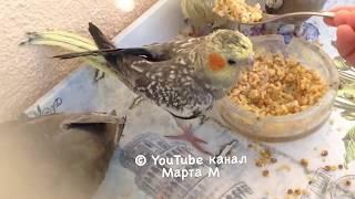 8-5 От яйца до птенца за 2 минуты. Как развивался птенец попугай корелла