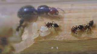 Crematogaster scutellaris stapeln Eier