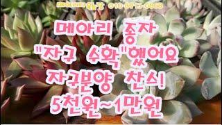 메아리다육농장/자구분양찬스