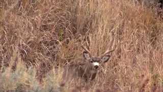 Bucks of Alberta: Fatal Impact Outdoors