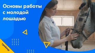 Основы работы с молодой лошадью | Видеокурс Анны Володичевой | Трейлер