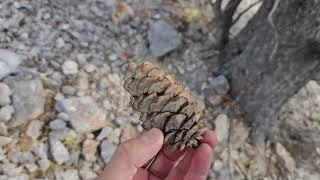 Limber Pine Pinus flexilis Near Northern Limits of Range