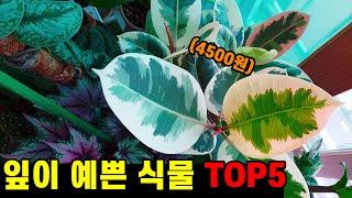 잎이 예쁜 관엽식물종류 TOP5