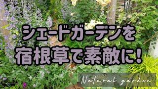 日陰の庭だから良く育つ！植えっぱなしでOKな宿根草【花とリーフで長く楽しめるシェードガーデン造り】