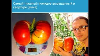 Написал статью про выращивание гигантского томата и сразу 2 конкурса на самую большую тыкву.