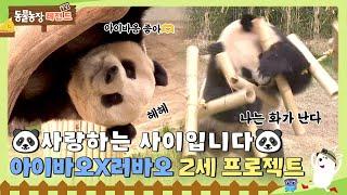 [#TV동물농장레전드] 아이바오X러바오 사랑 만들기 프로젝트!  / EP. 810 #TV동물농장 #AnimalFarm #SBSstory