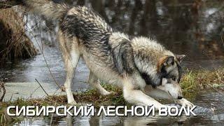 Сибирский лесной волк. Описание вида, фото
