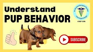 Unleashing Calm: Proven Techniques To Tame Your Puppy's Tantrums