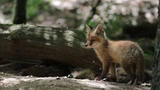 Wild Belarus Bialowieza forest/Wildlife in the primeval forest