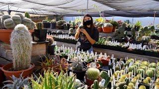 Rare Succulents & Cacti | Plant Shop Tour 2021