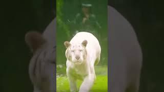 White Tiger..!!