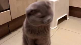 Sochi The Cat: unusual position / s04.e06 HD