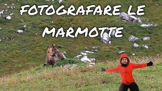 MARMOTTE a Malga Pedenolo - Escursione dai Laghi di Cancano