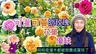 您還在照書養嗎？可灌可蔓玫瑰的栽種方向不同，它的花量優缺又如何？Which DA rose can be used as a climbing rose？