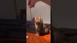 Smart Cat! #cats