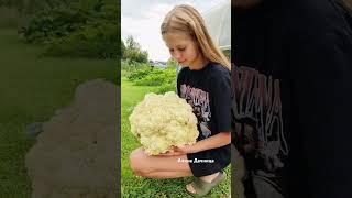 Моя гигантская Цветная капуста сорт "СМИЛЛА" Рекордный вес️#капуста #цветнаякапуста #овощи
