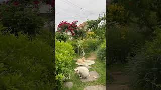저녁을 기다리는 냥이들 밍크&보라 #고양이 #길고양이 #옆집고양이