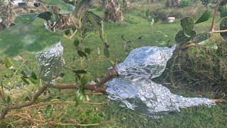 Airlayering jujube fruit tree