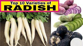 TOP 10 BEST VARIETIES OF RADISH | ORIGIN | FACTS ABOUT RADISH